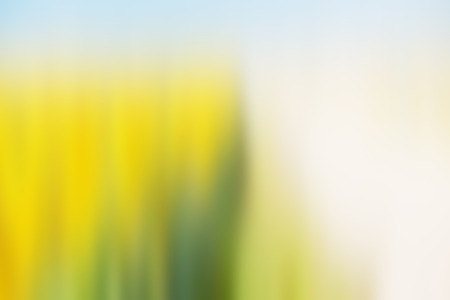Sunflowers Field view. Shot with a selective focusの写真素材