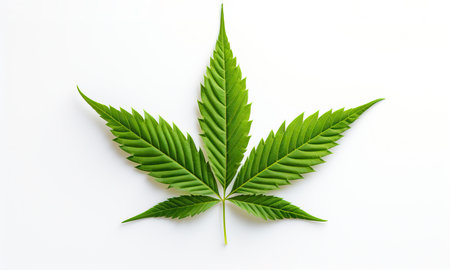 Cannabis leaf isolated on white background. Top view. Flat lay.の素材
