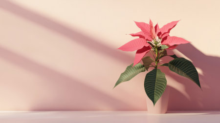 Poinsettia Christmas flower on minimalistic color background, AI Generatedの素材