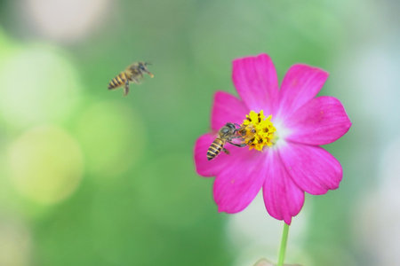 Close-up of a dark pink Cosmos flower in full bloom, captured in soft natural light. Known for its...