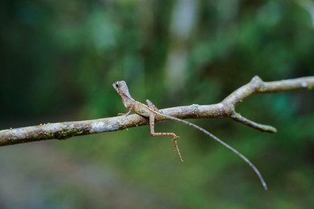 Praying mantis on a branch in the rainforest.