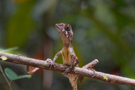 chameleon on a branch in the jungle of Costa Rica.