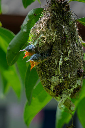 Close-up of two sunbird chicks calling from a hanging nest in Sri Lanka, showcasing tropical bird nesting behavior and vibrant wildlife in natural light.の写真素材