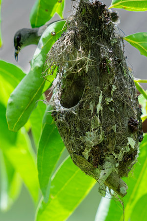 Nest of the bird in the tree, closeup of photoの写真素材