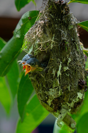 Close-up of two sunbird chicks calling from a hanging nest in Sri Lanka, showcasing tropical bird nesting behavior and vibrant wildlife in natural light.の写真素材