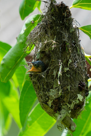 Close-up of two sunbird chicks calling from a hanging nest in Sri Lanka, showcasing tropical bird nesting behavior and vibrant wildlife in natural light.の写真素材