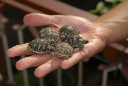 Five turtles in a handの写真素材
