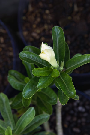 Close-up desert rose (Adenium) with glossy green leaves. The fresh, unopened white flower is about to bloom, macro young Adenium bud with rich green foliage, creamy white petalsの写真素材