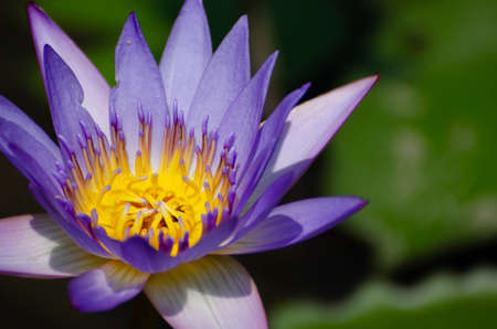 Blossom of waterlily in the sunlight of a tropical pondの写真素材