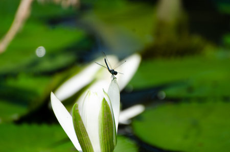 Blossom of waterlily growing in the pondの写真素材