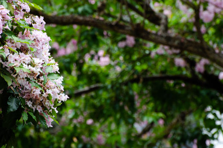 The blossom of the Tacoma tree in Kuala Lumpur