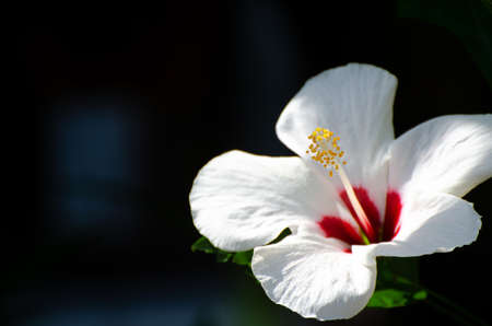 Flower bud close-up in the gardenの写真素材
