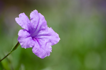 Flower close-up photography in the park