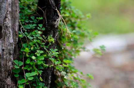 The morning flowers and plant in the garden after rainの写真素材