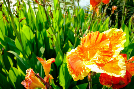 Flower in the garden,Suanluang Rama IX,Bangkok,Thailandの写真素材