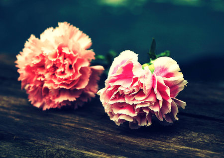 Carnations の写真素材