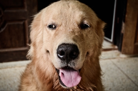 Love me love my dogの写真素材