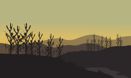 Corn silhouette at sunset on tthe fieldsのイラスト素材