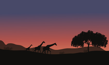 Sunset and Giraffes Family of silhouetteのイラスト素材