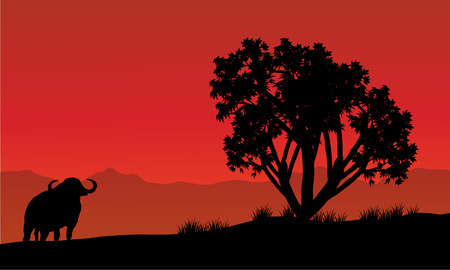 Single bull silhouette in fields with red backgroundsのイラスト素材