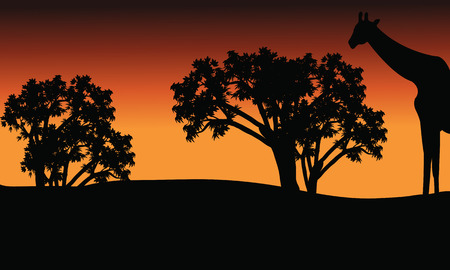 Silhouette of giraffe and trees on safari at afternoonのイラスト素材