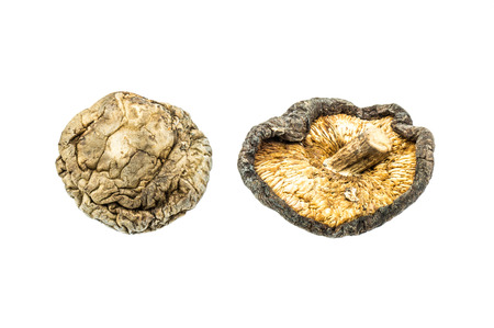 Dried Mushrooms isolated on white backgroundの写真素材