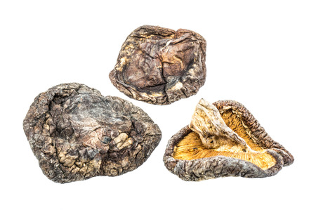 Dried Mushrooms isolated on white backgroundの写真素材