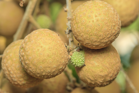 fresh longan on Bunchの写真素材