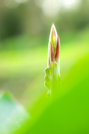 Canna flowers in a park near my homeの写真素材
