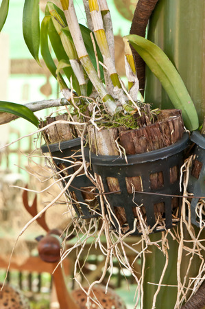 The roots of orchids The growth sprouting from the potの写真素材