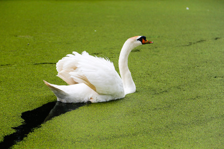 swanの写真素材