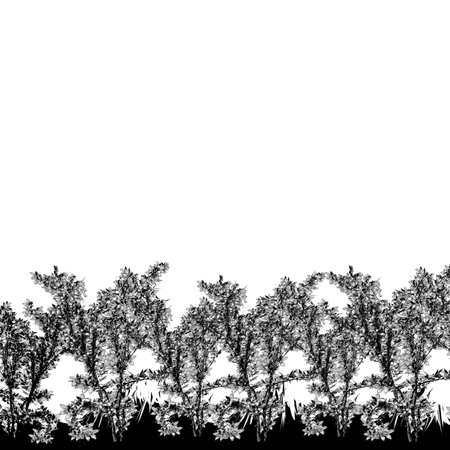tree silhouettes on white background with space for text or image.の写真素材