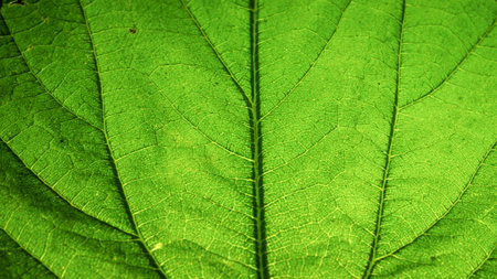 Green nettle leaf with thin veins macro shot