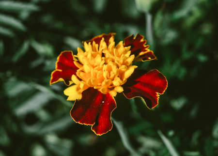 Tagetes flower on dim green background macro photoの写真素材