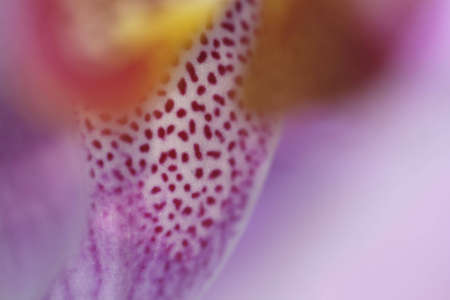 orchidの写真素材