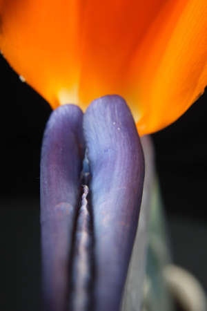 straelitziaの写真素材