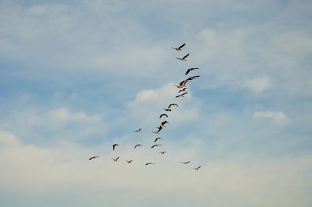 Migrating birdsの写真素材