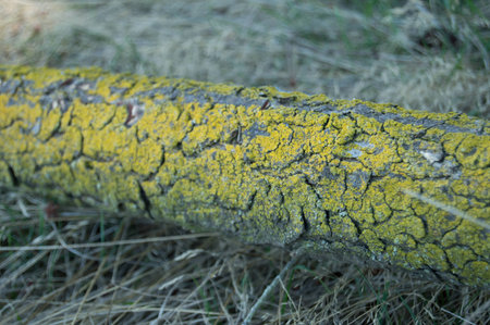 Musty Woodの写真素材