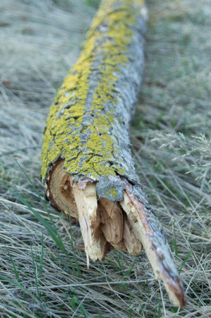 Musty Woodの写真素材