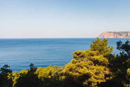Juniper bushes at sunset by the blue seaの写真素材