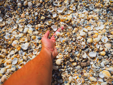 The hand takes the shells