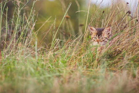 fluffy kitten in the grass in summer