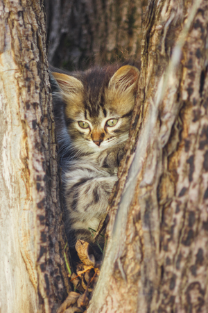 fluffy kitten in the hollow of a tree in summerの写真素材