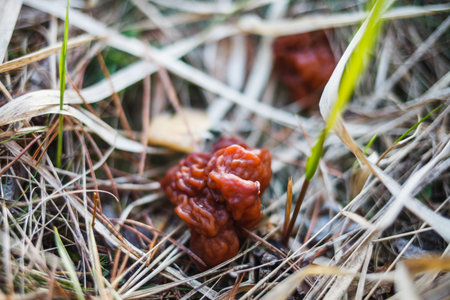 Stitching mushrooms grow in the grass in the forest