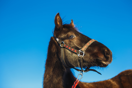 Portrait of a black surprised arabian colt against blue skyの写真素材