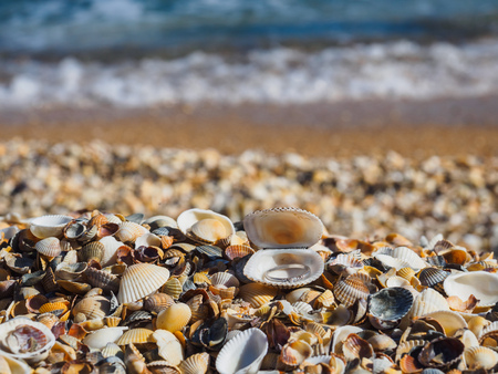 Shore shell beach on the Azov Sea. The engagement ring in the shell of the shellの写真素材