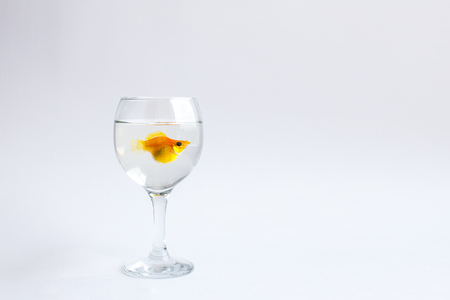 Goldfish alone swims in a glass wine glass on a white background.の写真素材