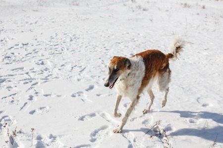 Russian Borzoi dog runs through a snowy field in winter.の写真素材