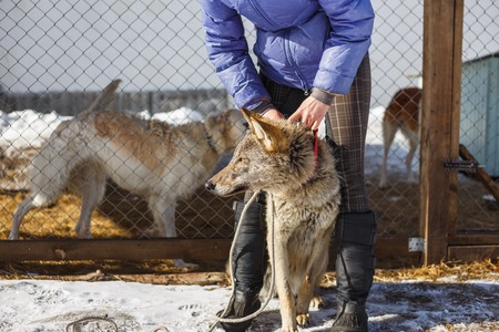 The girl with the gray wolf in the aviary with dogs and wolves.の写真素材