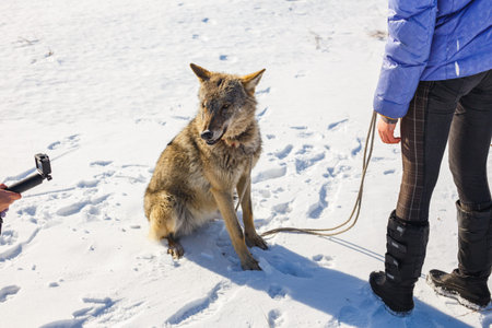 The girl is engaged in training a gray wolf in a snowy and sunny field